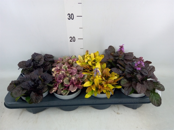 <h4>Ajuga  'Feath Friends'   ...mix</h4>
