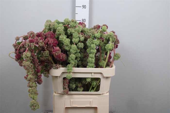 <h4>Amar Ca Mira</h4>