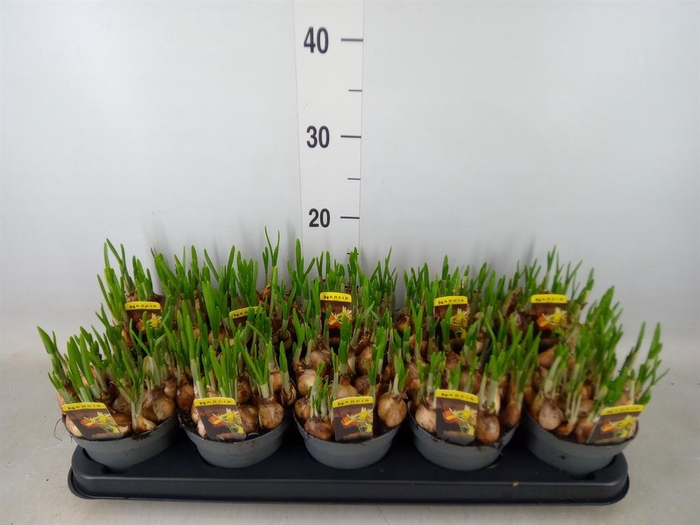 <h4>Narcissus   ...</h4>