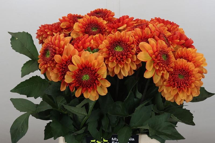 <h4>Dahlia American Sunset</h4>