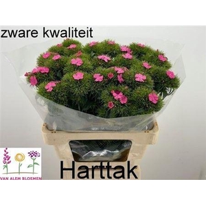 Di Barb S Will Pink