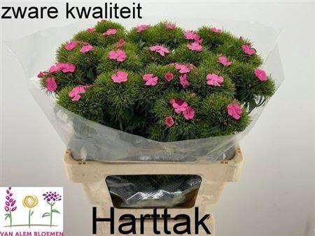 <h4>Di Barb S Will Pink</h4>