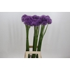 Allium Gladiator