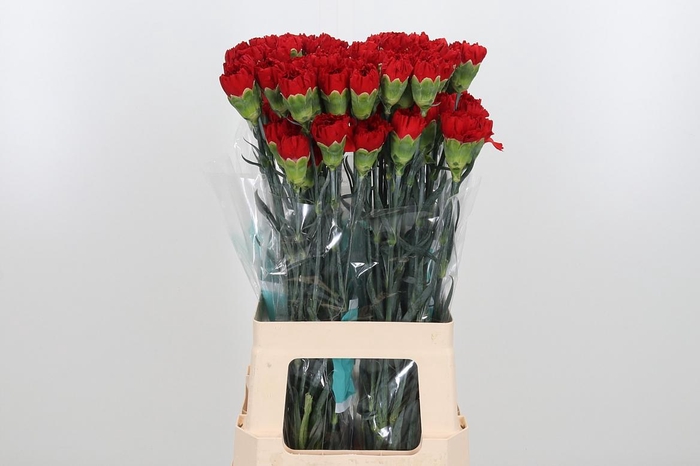 <h4>Di St Virgilio</h4>