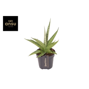 Sansevieria Comet Laurel Grey No. 1