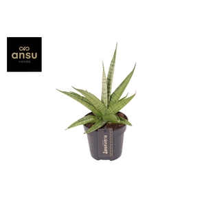 Sansevieria Comet Laurel Grey No. 1