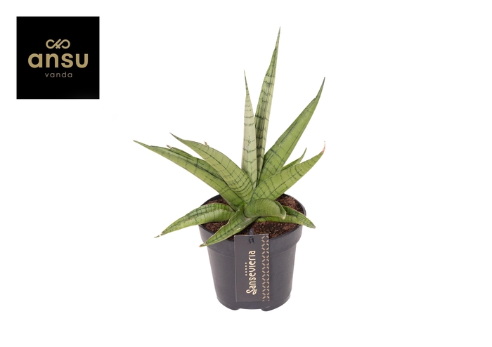 <h4>Sansevieria Comet Laurel Grey No. 1</h4>