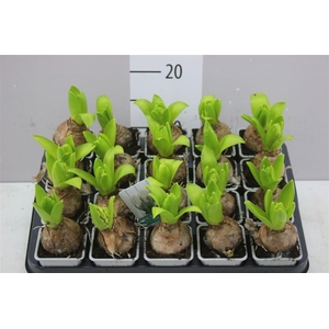 Hyacinthus White Pearl 1pp