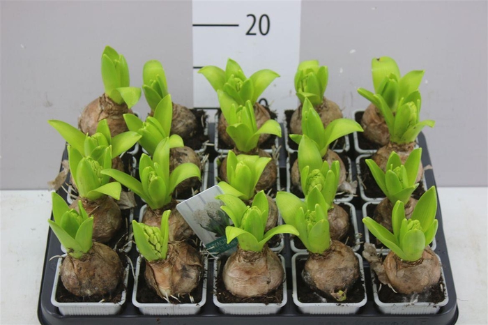 <h4>Hyacinthus White Pearl 1pp</h4>