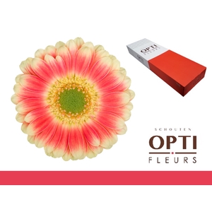 Germini Tompouce Doos