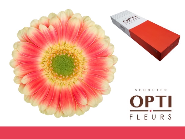 <h4>GE MI TOMPOUCE-Doos</h4>