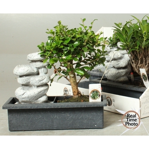 BONSAI GEM