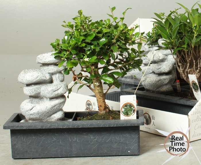 <h4>BONSAI GEM</h4>