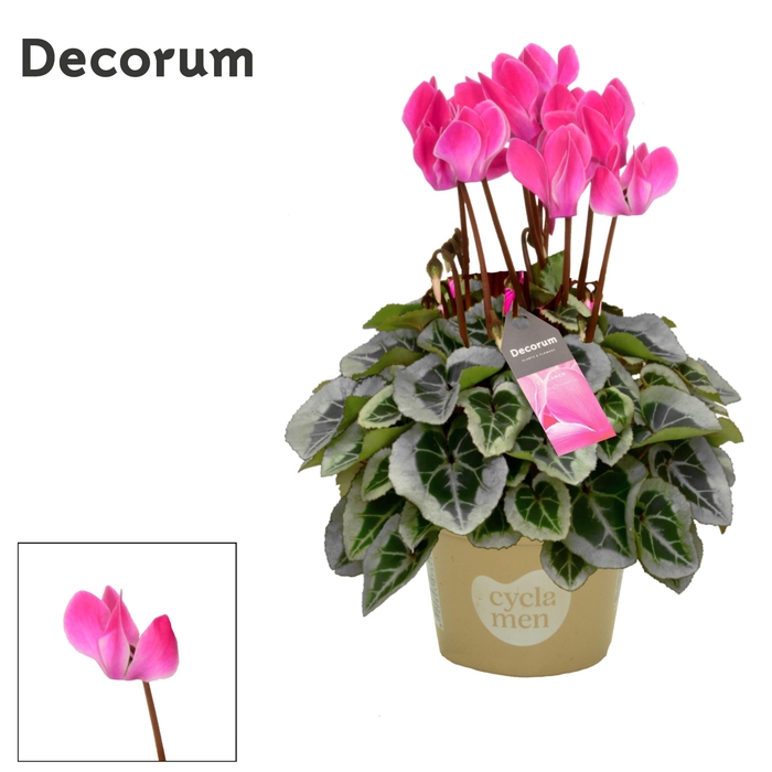 <h4>Cyclamen SS Picasso Flamed mix Decorum</h4>