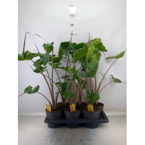 Alocasia macrorrhizos 'Stingray'