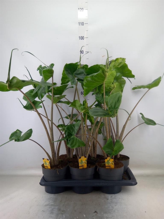 <h4>Alocasia macrorrhizos 'Stingray'</h4>