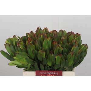 Leucadendron Laurel Yellow