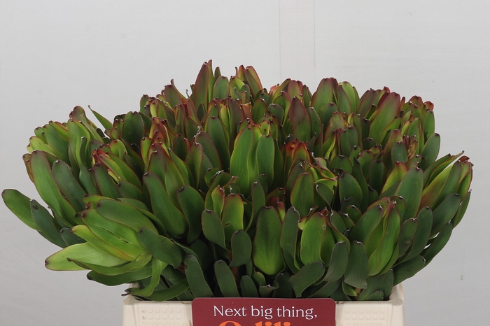 <h4>Leucadendron Laurel Yellow</h4>