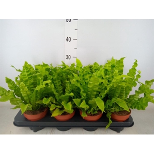 Asplenium nidus 'Crispy Wave'