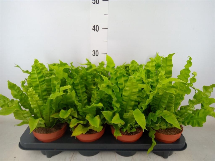 <h4>Asplenium nidus 'Crispy Wave'</h4>