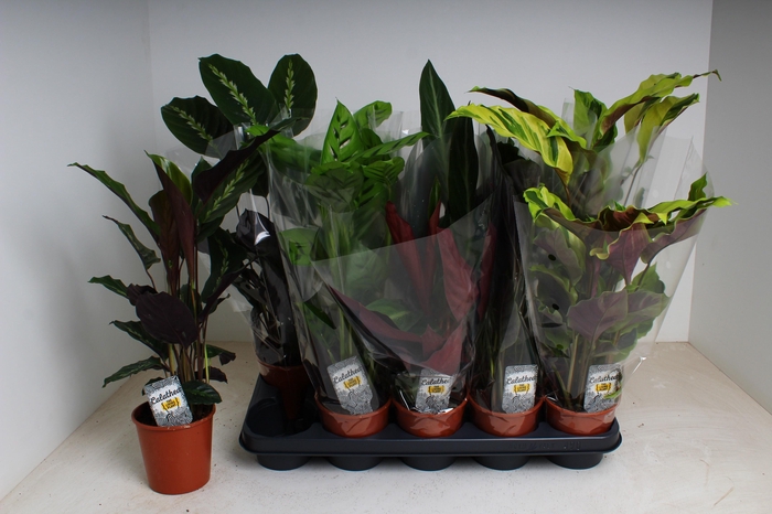 <h4>CALAT GEM 5 SRT</h4>