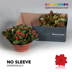 Kalanchoe No Sleeve - Red with glitter