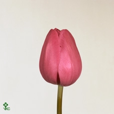 Bqt Peony New York