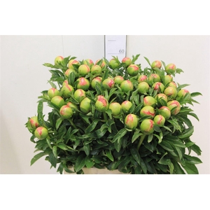 Paeo L Coral Sunset