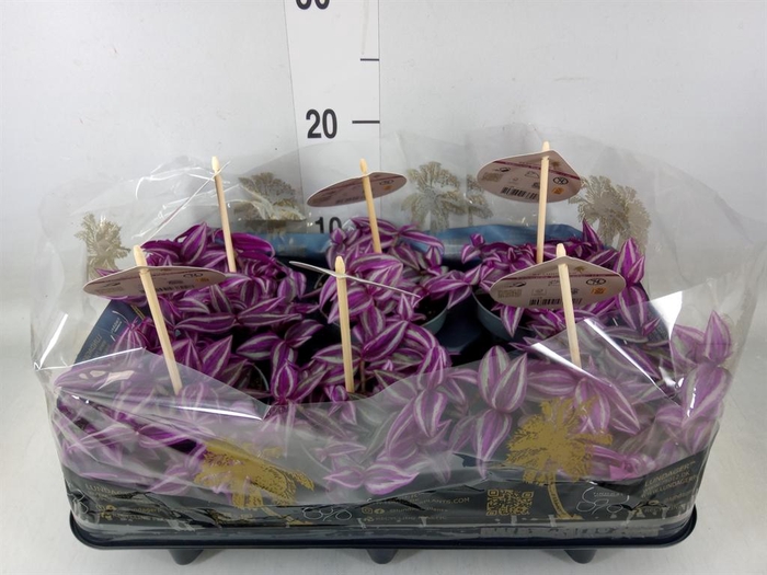 <h4>Tradescantia   ...</h4>