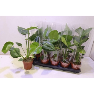 Monstera Deliciosa