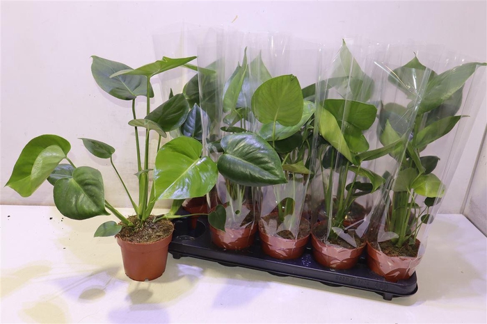 <h4>Monstera Deliciosa</h4>