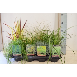 Carex gemengd
