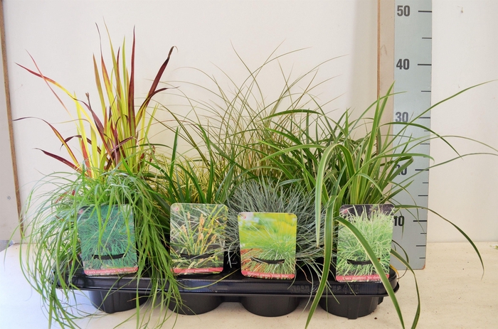 <h4>Carex gemengd</h4>