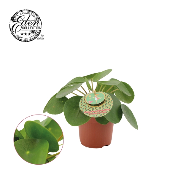 <h4>Pilea Peperomioides 10,5cm Frans etiket</h4>