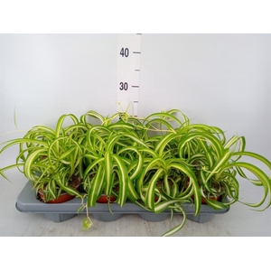 Chlorophytum com. 'Bonnie'