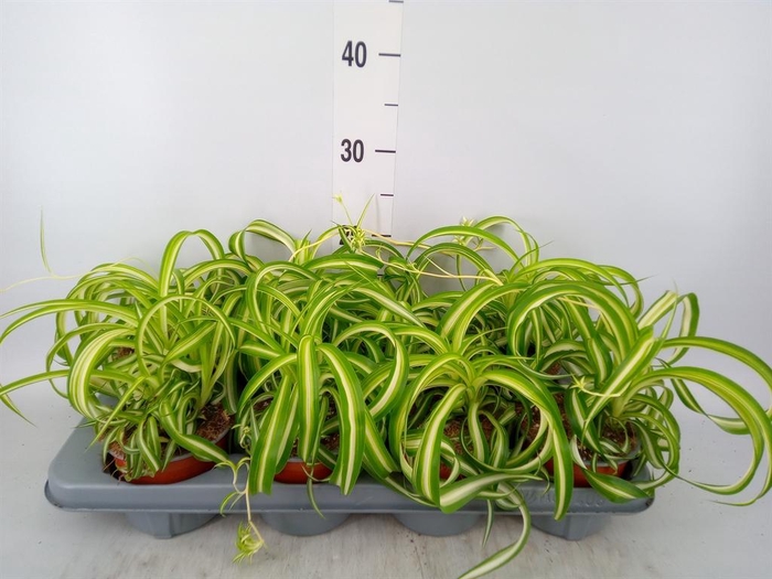 <h4>Chlorophytum com. 'Bonnie'</h4>
