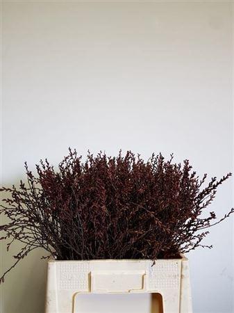 <h4>Myrica Gale</h4>