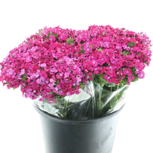 Di Barb Amazon Cherry