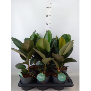 Ficus elastica 'Robusta'