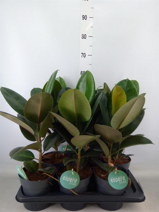 <h4>Ficus elastica 'Robusta'</h4>