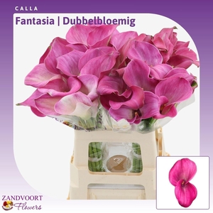 Calla Fantasia | Dubbelbloemig