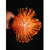 Leucospermum Ayoba Peach