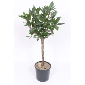 Ficus Cyathistipula