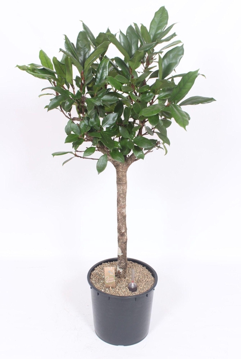 <h4>Ficus Cyathistipula</h4>