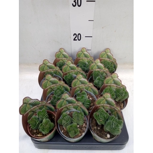 Crassula   ...