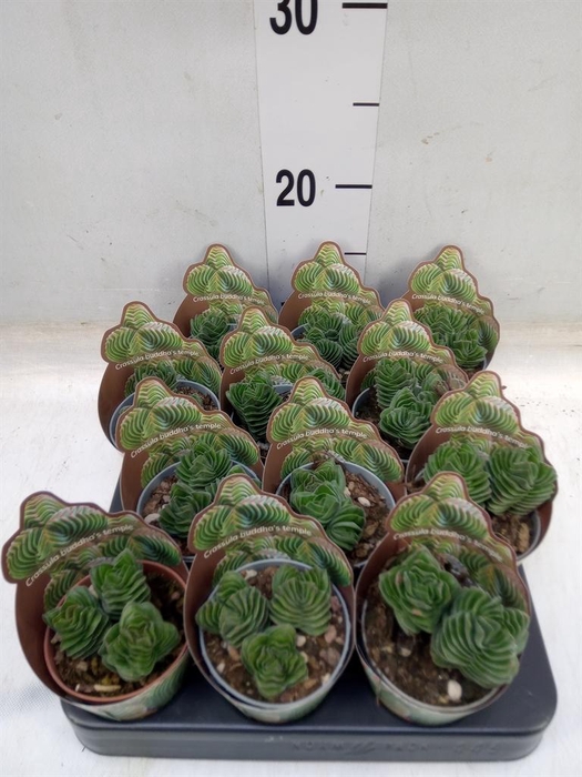 <h4>Crassula ...</h4>