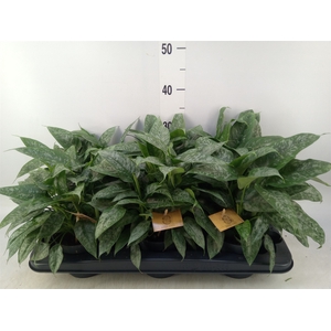 Schismatoglottis scortechinii