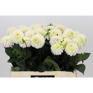 Dahlia White Isa