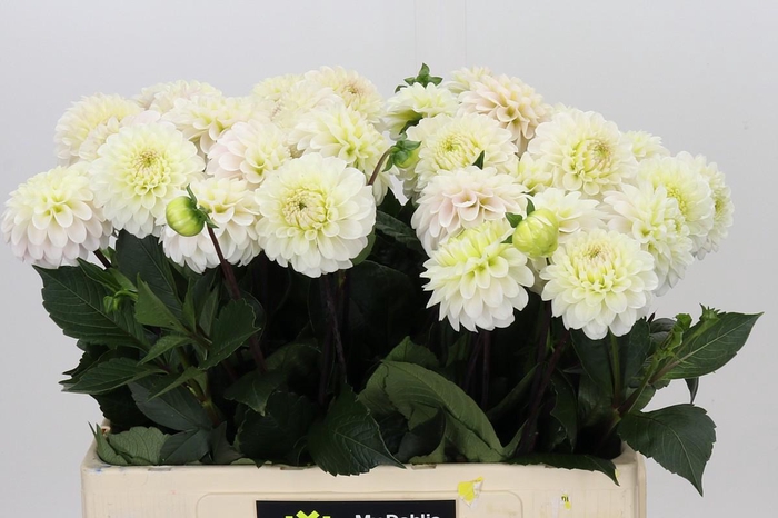 <h4>Dahlia White Isa</h4>