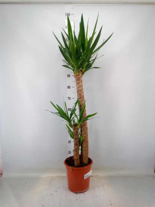 <h4>Yucca   ...</h4>